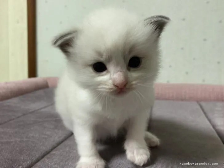 ID：2112-00264の子猫