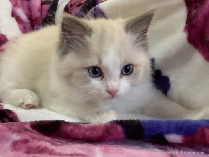 ID：2201-01715の子猫