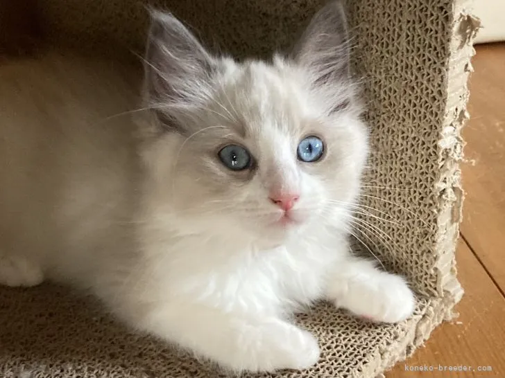 ID：2204-00268の子猫