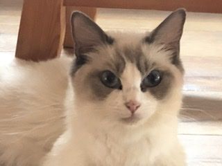 ラグドール【・女の子・2020年5月27日・ブルーポイントバイカラー】「美猫ママ」