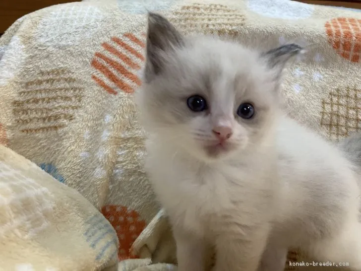 HH 様のお迎えした子猫