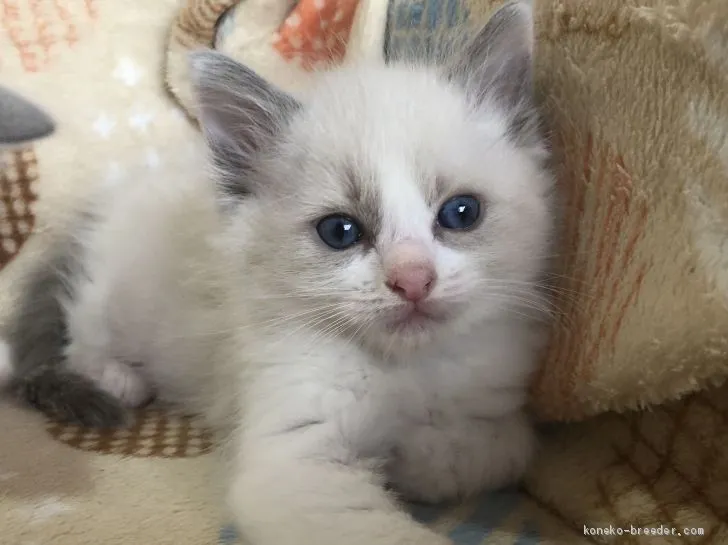 ID：2012-00819の子猫