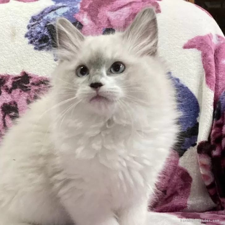 ID:2312-02418の子猫