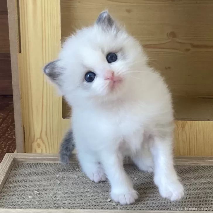 ID：2403-02098の子猫