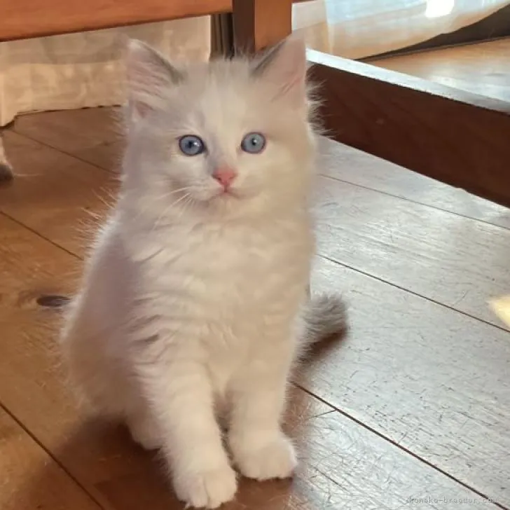 ID：2211-01474の子猫