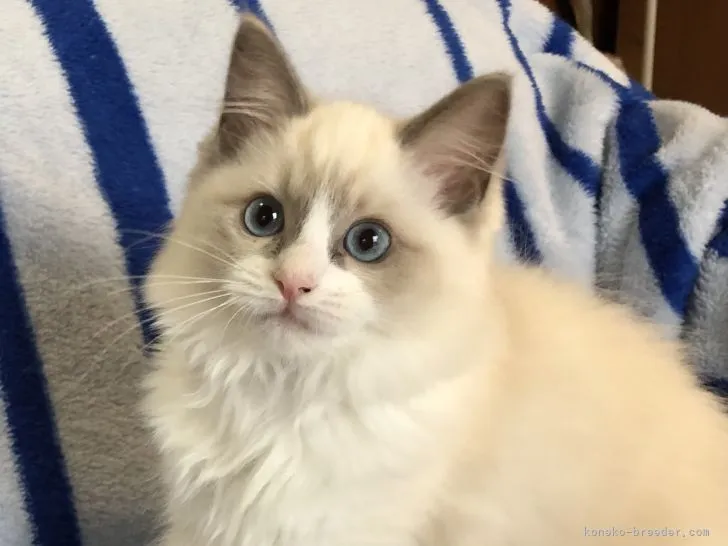 ID:2108-01782の子猫