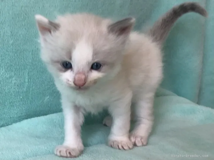 ID：2105-02426の子猫