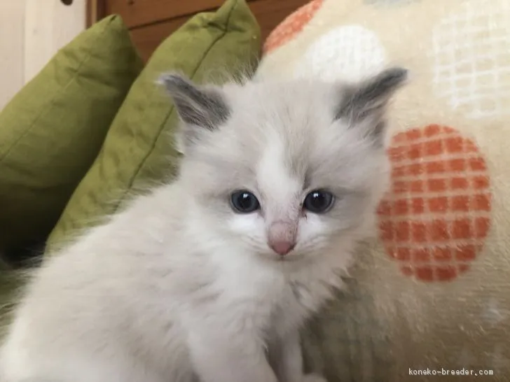 ID:2012-00824の子猫