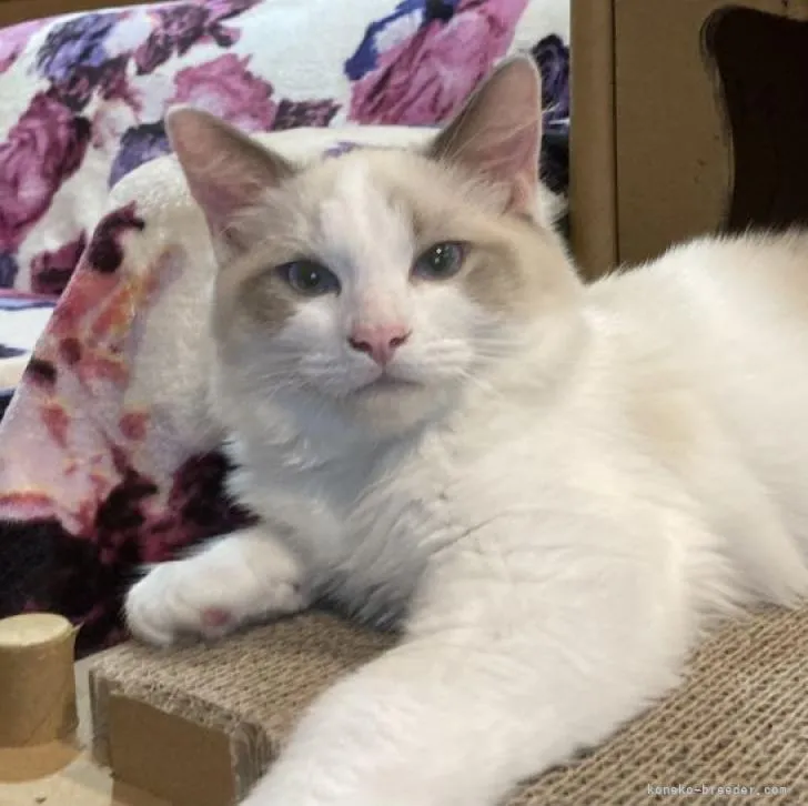 ID:2207-03250の子猫