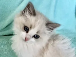 T.S 様のお迎えした子猫