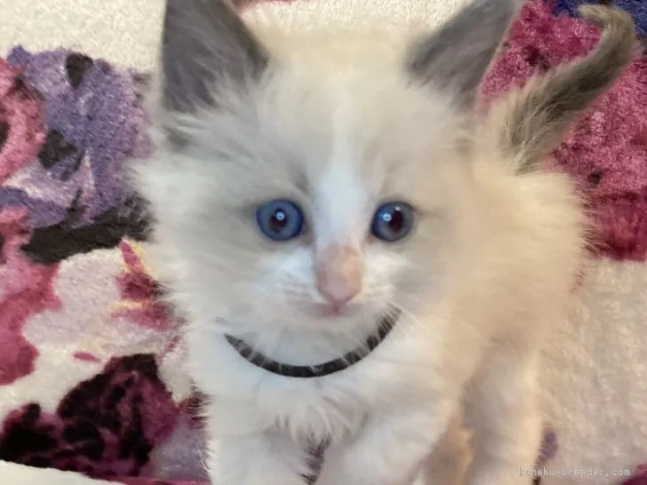 ID：2204-00270の子猫