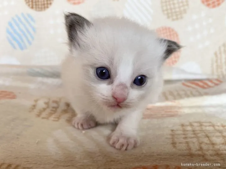 ID：2112-00712の子猫