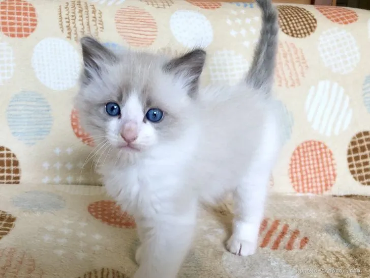 nr 様のお迎えした子猫