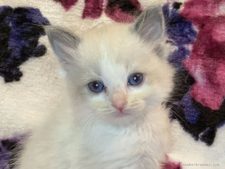ID:2201-00480の子猫