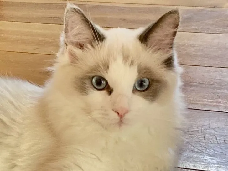 ゆい 様のお迎えした子猫