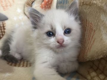 ラグドール【静岡県・女の子・2020年11月16日・ブルーポイントバイカラー】の写真「もふもふな女の子」