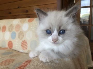ラグドール【静岡県・男の子・2021年6月3日・ブルーポイントバイカラー】の写真「ムチムチボディー💕」