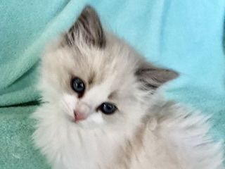ラグドール【静岡県・女の子・2021年3月15日・ブルーポイントバイカラー】の写真「ブルーの瞳の仔猫ちゃん」
