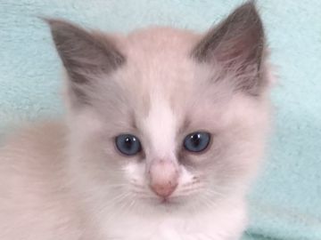 ラグドール【静岡県・女の子・2021年6月15日・ブルーポイントバイカラー】の写真「お膝大好き💕女の子
美人仔猫ちゃん😍」