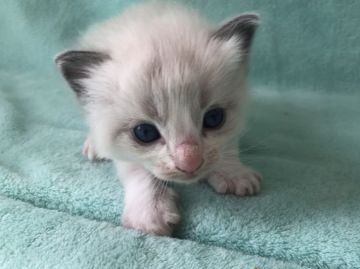 ラグドール【静岡県・男の子・2021年5月13日・ブルーポイントバイカラー】の写真「ハンサム君💕」