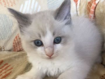 ラグドール【静岡県・男の子・2021年5月26日・ブルーポイントバイカラー】の写真「お目々が綺麗な男の子❤️」