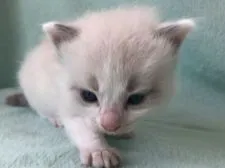 ラグドール【静岡県・男の子・2021年5月13日・ブルーポイントバイカラー】の写真3「綺麗なお目々💕」