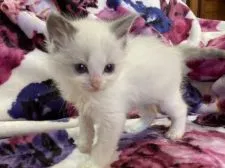 ラグドール【静岡県・男の子・2021年12月19日・ブルーポイントバイカラー】の写真4「1/26撮影」