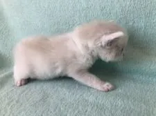 ラグドール【静岡県・男の子・2021年5月13日・ブルーポイントバイカラー】の写真4「モコモコボディー😍」