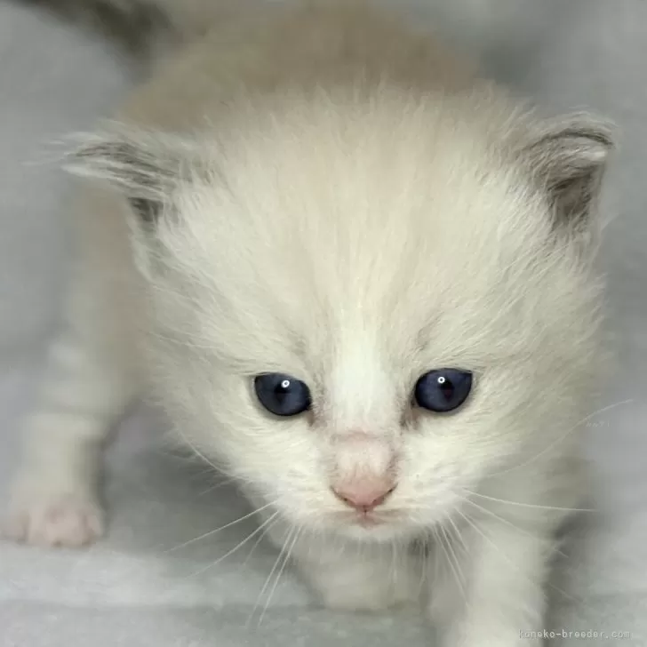 ID：2509-03043の子猫