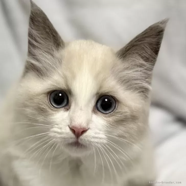 ラグドール【静岡県・女の子・2025年9月4日・ブルーポイントバイカラー】の写真1「ご飯を食べて元気いっぱい💕」