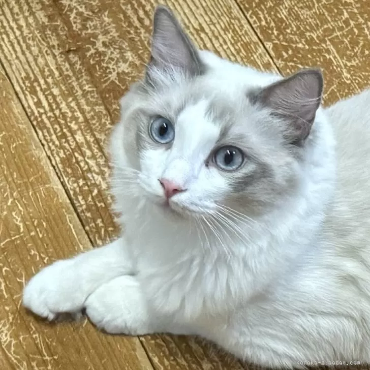 ID：2503-00055の子猫