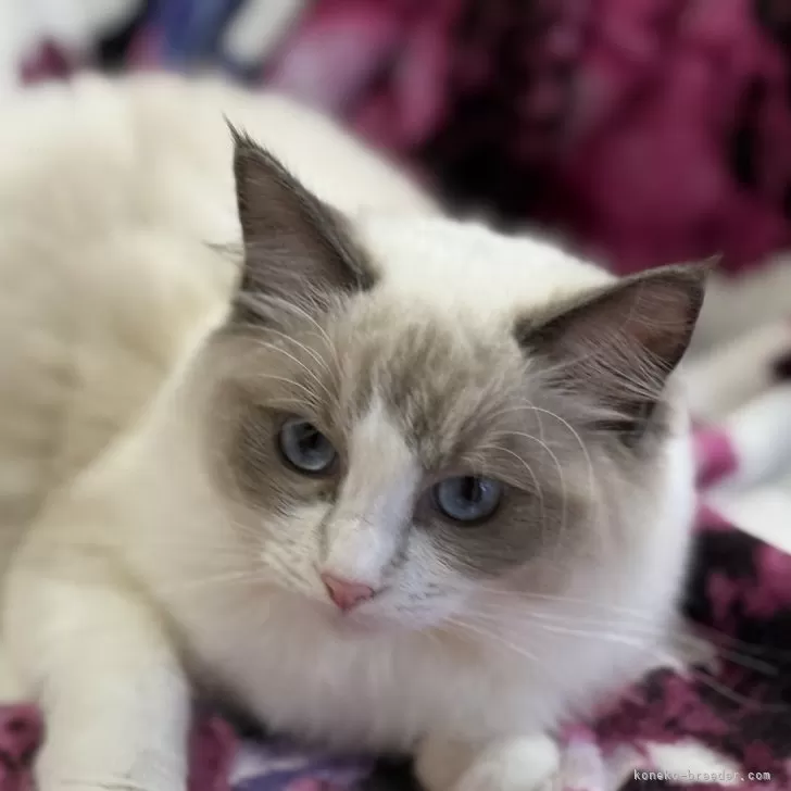 ラグドール【静岡県・女の子・2025年4月12日・ブルーポイントバイカラー】の写真1「綺麗なバイカラー😍甘えたちゃん」