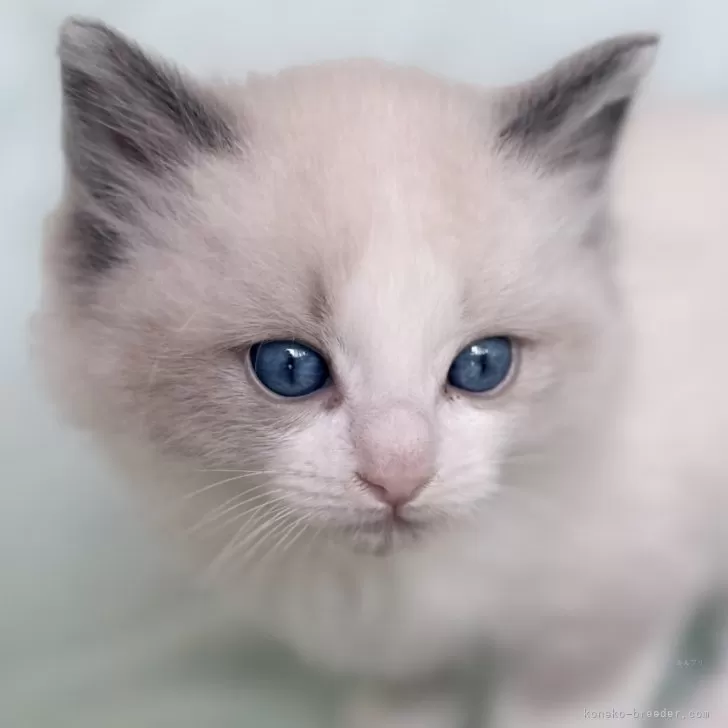 ID：2504-01516の子猫