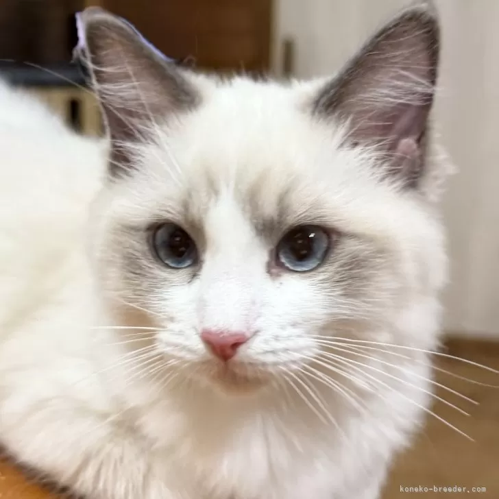 ID:2502-02507の子猫