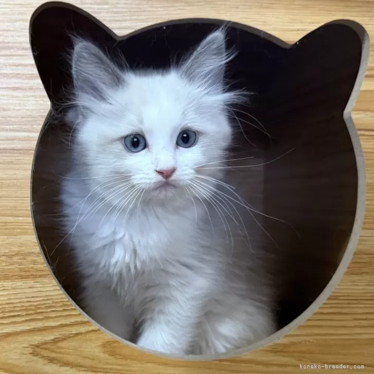 ID：2501-02166の子猫