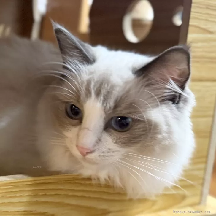 ラグドール【静岡県・女の子・2025年4月12日・ブルーポイントバイカラー】の写真1「綺麗なバイカラー😍甘えたちゃん」