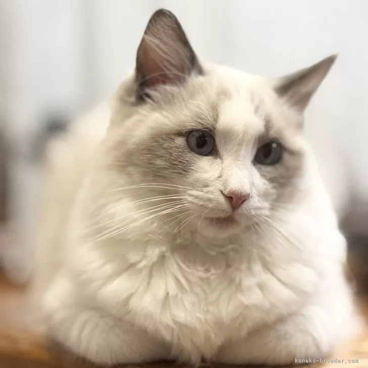 ID：2501-02055の子猫