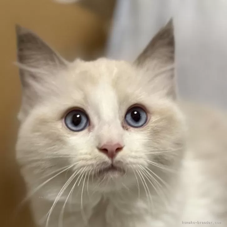 ラグドール【静岡県・男の子・2025年9月9日・ブルーポイントバイカラー】の写真1「バイカラーが綺麗な😍美男猫さん💕」