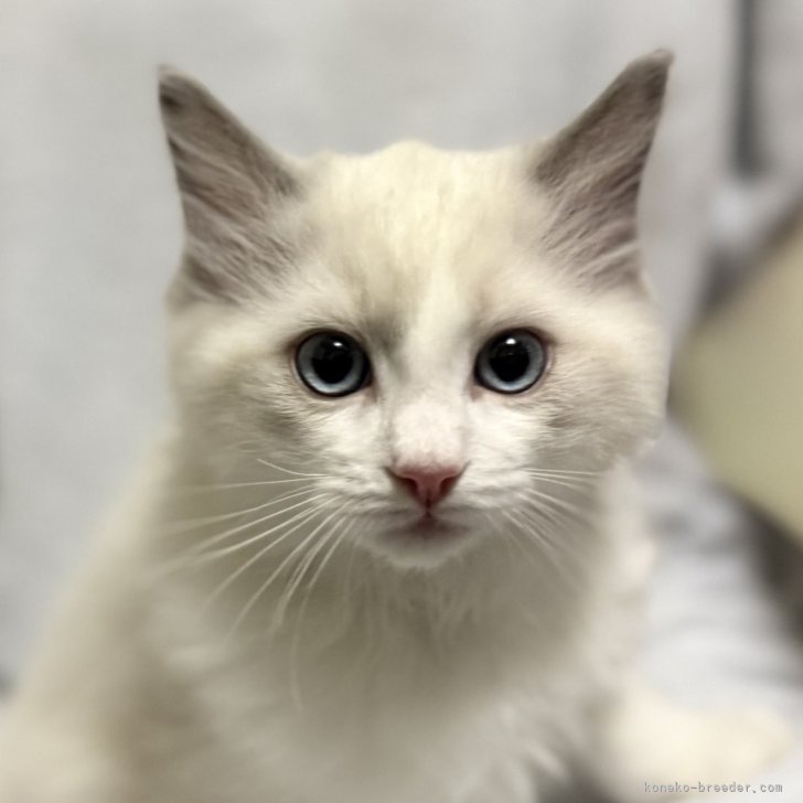 ブリーダー画像