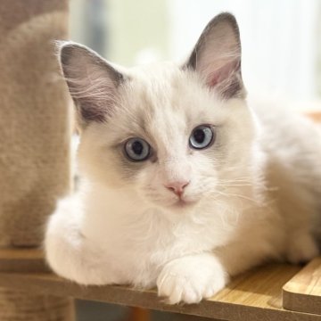 ラグドール【静岡県・男の子・2025年9月4日・ブルーポイントバイカラー】の写真「クリクリお目々の可愛い赤ちゃん🩷」