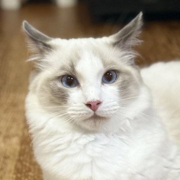 ラグドール【静岡県・男の子・2025年3月29日・ブルーポイントバイカラー（モフモフ君💕）】の写真「モフモフで可愛い🩷
物怖じしない元気君」