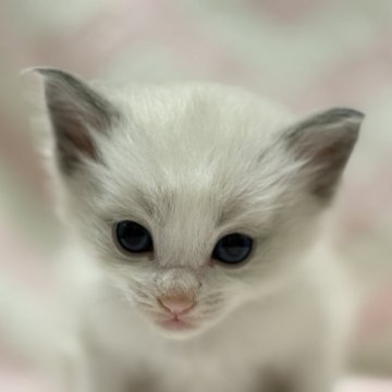 ラグドール【静岡県・男の子・2025年10月24日・ブルーポイントバイカラー】の写真「天使の可愛い赤ちゃん🩷」