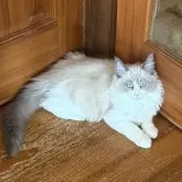 ラグドール【静岡県・男の子・2024年12月6日・ブルーポイントバイカラー】の写真1「遊ぶの大好き❤イケメン君」