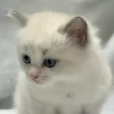 ラグドール【静岡県・男の子・2025年9月4日・ブルーポイントバイカラー】の写真2「イケメン💕モフモフ君」