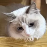 ラグドール【静岡県・女の子・2025年4月12日・ブルーポイントバイカラー】の写真2