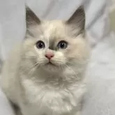 ラグドール【静岡県・男の子・2025年9月9日・ブルーポイントバイカラー】の写真2