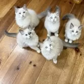 ラグドール【静岡県・男の子・2025年9月9日・ブルーポイントバイカラー】の写真2