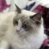 ラグドール【静岡県・女の子・2025年4月12日・ブルーポイントバイカラー】の写真3