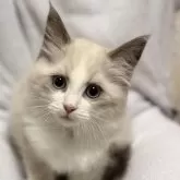 ラグドール【静岡県・女の子・2025年9月4日・ブルーポイントバイカラー】の写真3