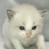 ラグドール【静岡県・男の子・2025年9月9日・ブルーポイントバイカラー】の写真3